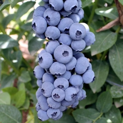 Свежая голубика на ветке - Титаниум