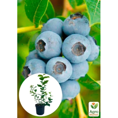 Голубика на ветке с логотипом Agro и иконкой растения в горшке - ТОП ШЕЛФ