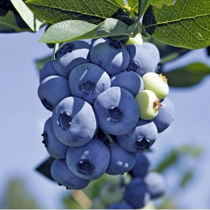 Свежая голубика на ветке - Торо