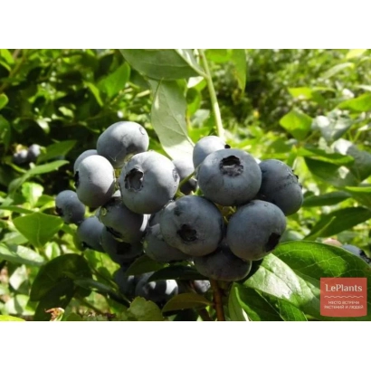 Свежая голубика сорта Юрковская на ветке