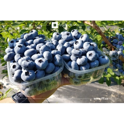 Коробки голубики ВВ008 | BB008 на фоні куща