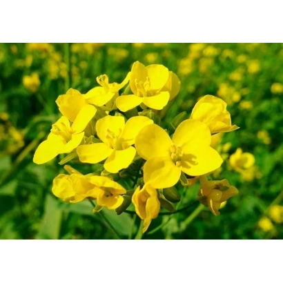 Yellow mustard flowers on a green background - Kozachka