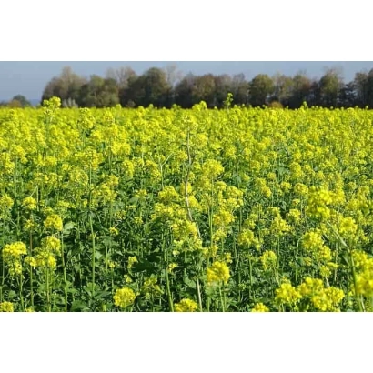 Поле горчицы на фоне деревьев - Полупустынная