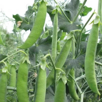 Свежие зеленые стручки гороха на растении - Бастион