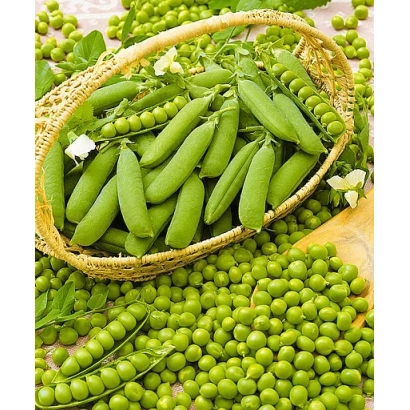 Fresh green peas in a woven basket and scattered on a wooden surface - CERESA