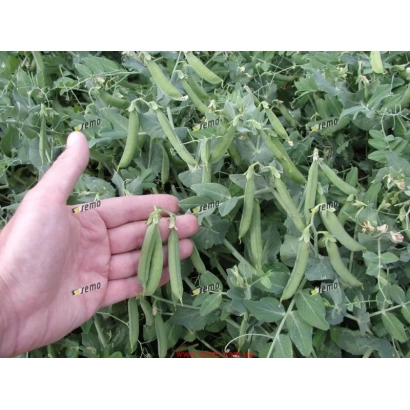 Свежий овощной горох на стебле, держимый в руке на фоне зелёной листвы. - Цетрис