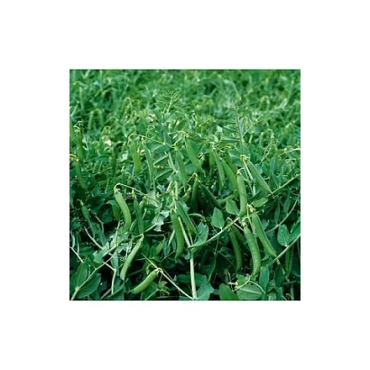 Поле с зелёными стручками гороха овощного - ЧЕРГУИ