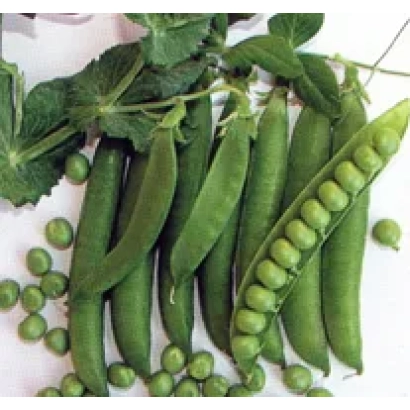 Свежие зеленые стручки гороха с листьями на белом фоне - Дуал