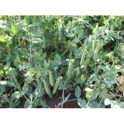 Свіжі зелені стручки гороху на рослині - ГАВЕЛ