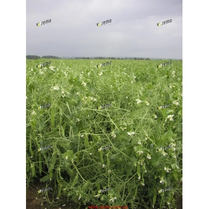 Поле овощного гороха в цвету - КУДРНАЧ