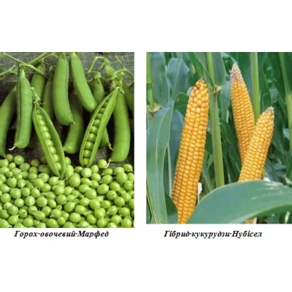 Горох овощной Марфед на фоне стручков и зерен