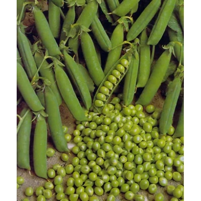 Свежий горох овощной в стручках и зерне - МИЛОР