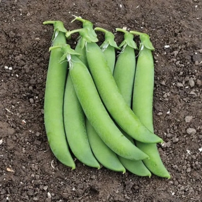 Свежие зелёные стручки гороха на земле - НОРВЕРТ