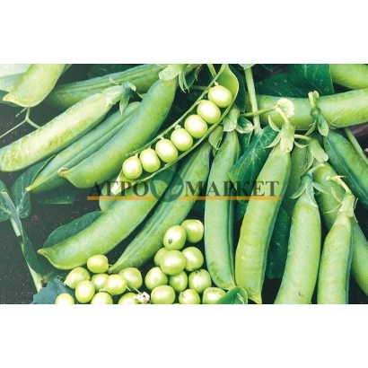 Свежий горох овощной на фоне зелёных стручков с надписью АГРОМАРКЕТ - Преладо