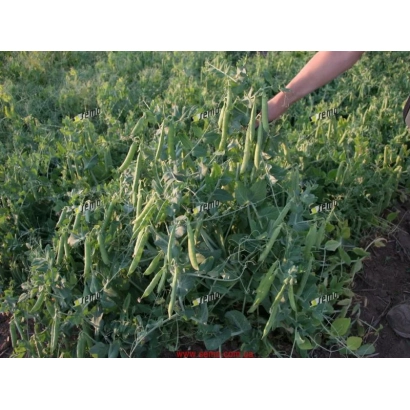 Фото грядки с горохом овощным - РАДИМ