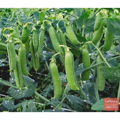 Свежие зеленые стручки гороха на растении - РАННИЙ ГРИБОВСКИЙ 11