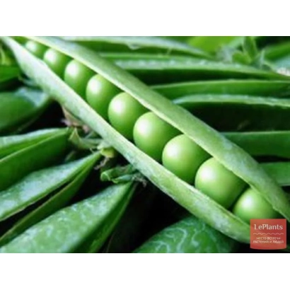Свежий зеленый горошек в стручках - РЕЙНЬЕР