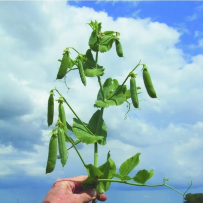 Растение гороха овощного на фоне неба, держится рукой - Шервуд
