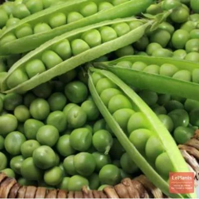 Fresh vegetable peas in pods and loose grains - TROPAR