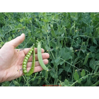 Рука держит стручки гороха на фоне зелёного поля - ЮНОС