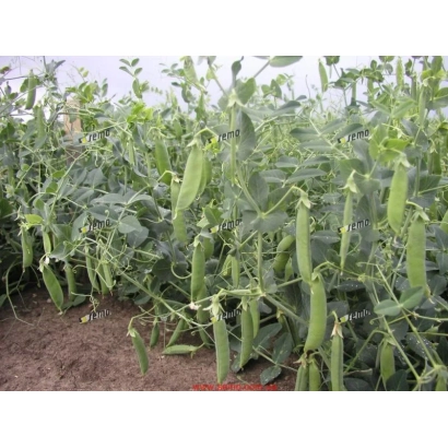 Полевая грядка с зелёными стручками гороха овощного - ВЛАДАН