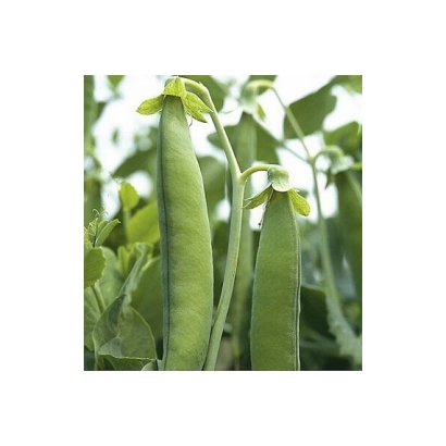 Зеленые стручки гороха на стеблях с листьями на фоне - ЗОНДА