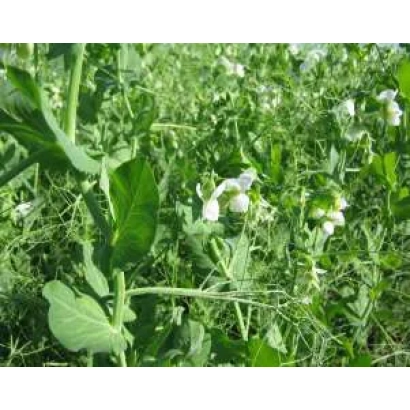 Полевая культура с белыми цветами, вероятно горох - ЯМАЛ