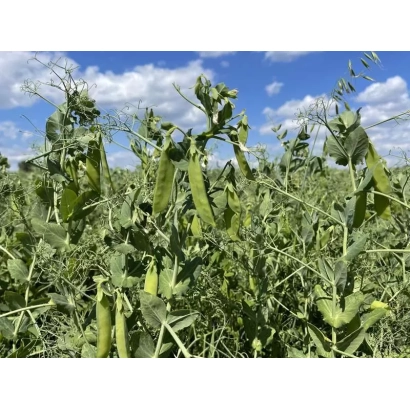 Полевая культура гороха на фоне голубого неба - ЯМАЛ 2