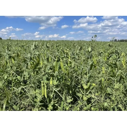 Поле гороха Ямальский 305 на фоне голубого неба