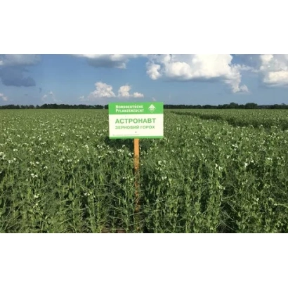 Зеленая табличка с надписью «Астронавт» в поле гороха