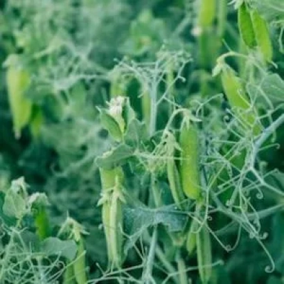 Green pea pods on vines in a field - Avenger