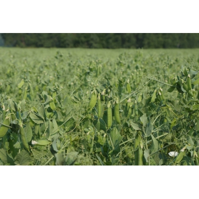 Полевая культура горох на зелёном фоне - БЕРИСЕЙ