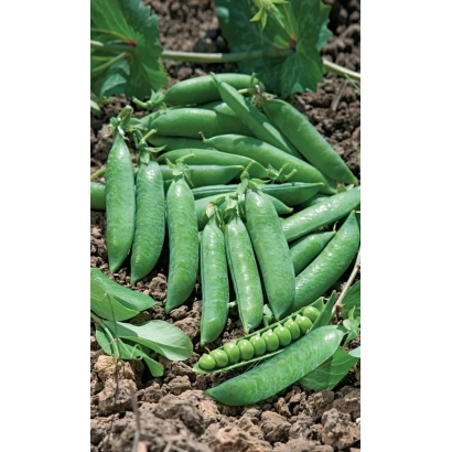 Свежие зелёные горошины на земле - Богатир чеський