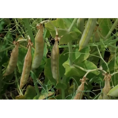 Дозрілі стручки гороху на рослині - БОЛДОР