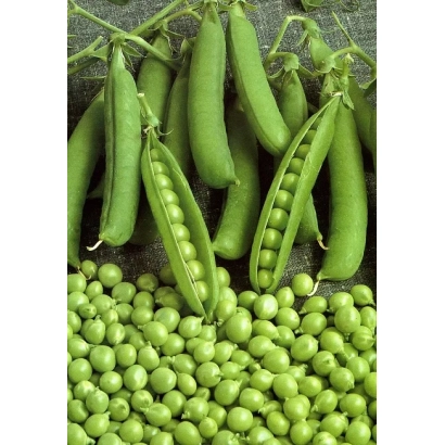 Свіжий горох у стручках та зерна - БОНУС 2