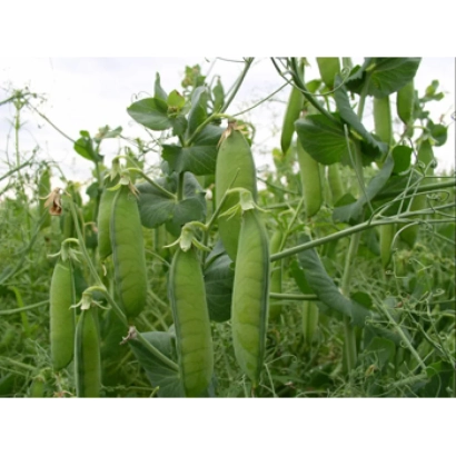 Fresh green pea pods on the plant - ChBL-5