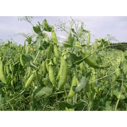 Pea crop in growth stage in field - Chekbek
