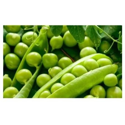 Свежий горох на ветвях с зелеными листьями - Чекригинский