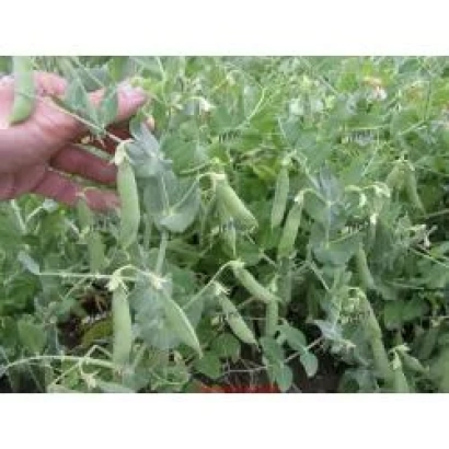 Ручка держит стручки гороха на растении в поле - Цезарь