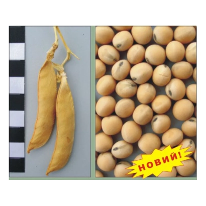 Сухие стручки гороха и зерно на фоне с надписью 'НОВИНЬ!' - Девиз
