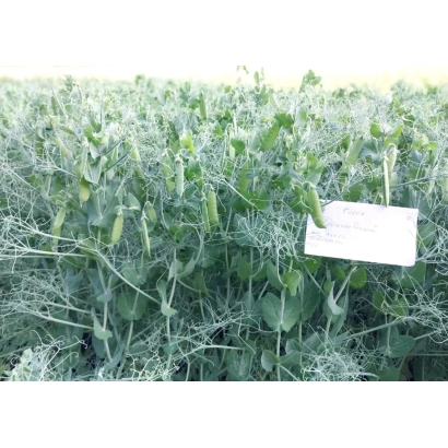 Фотографія грядки з горохом та білою етикеткою без читаемого тексту. - ДОКУЧАЄВСЬКИЙ