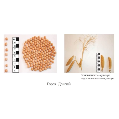 Горох Донец — крупный план семян гороха с линейкой для масштаба