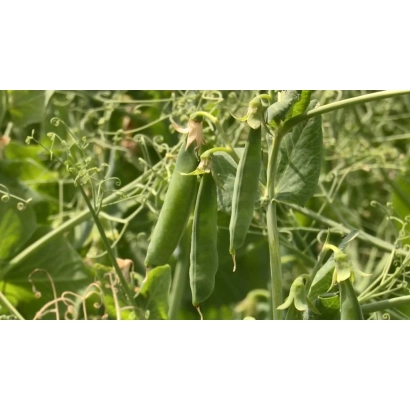 Свіжі зелені стручки гороху на рослині - ДОНСЬКИЙ КОРМОВИЙ