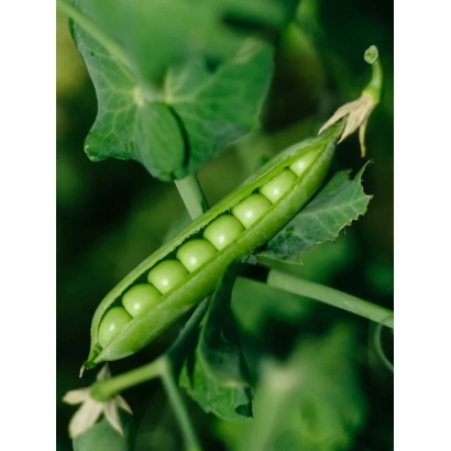 Свіжий зелений горошок на стеблі з листям - ДЖЕКПОТ