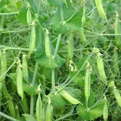 Свіжі зелені стручки гороху на стеблях - ЕСО