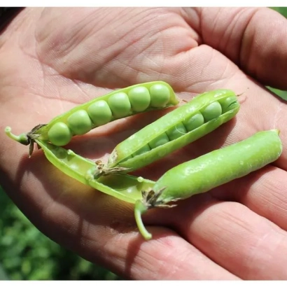 Зеленые стручки гороха в ладони - ФАЛЕНСКИЙ ЮБИЛЕЙНЫЙ
