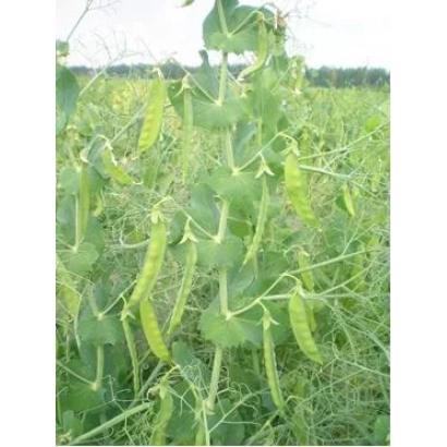 Полевая культура горох Фрегат на стадии созревания стручков