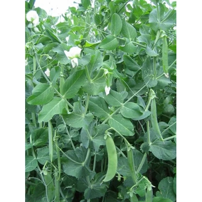 Fresh pea pods on green stems - Fundator