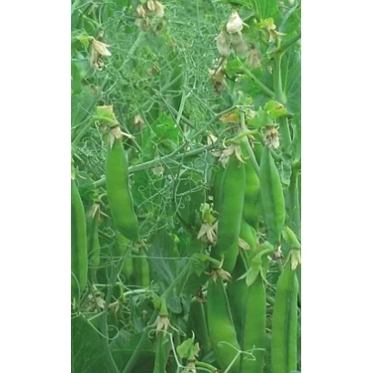 Fresh green pea pods on the plant - Akhat