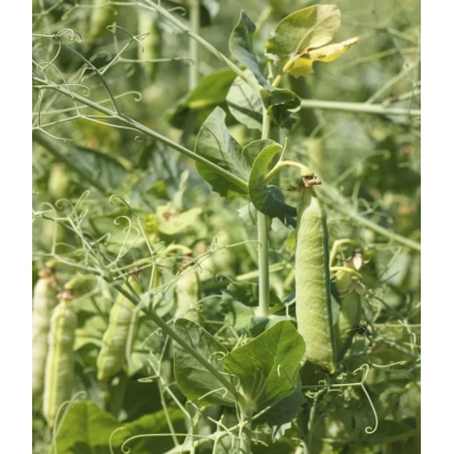 Свежие стручки гороха на растении - Готивский